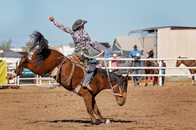 Bucking Bronco Horse At Country Rodeo
