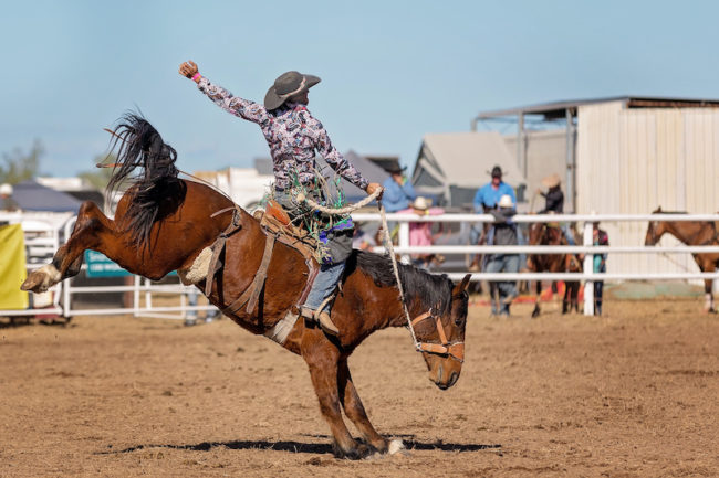 Bucking Bronco Horse At Country Rodeo
